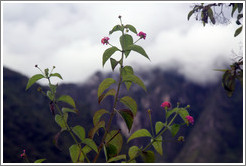 Pink flowers seen on the Inca Trail.