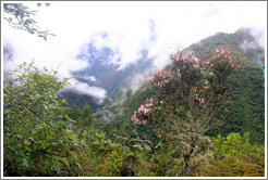 Pink flowers and mountains seen on the Inca Trail.