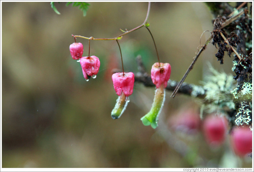 Pink flowers seen on the Inca Trail.