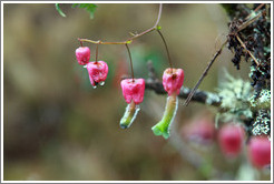 Pink flowers seen on the Inca Trail.