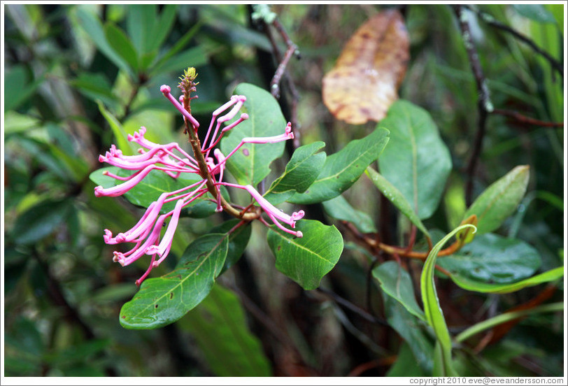 Pink, spiderlike flower seen on the Inca Trail.