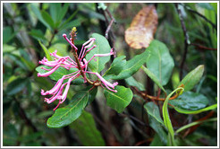 Pink, spiderlike flower seen on the Inca Trail.