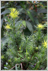 Plant seen on the Inca Trail.