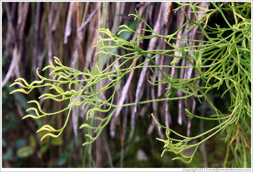 Plant seen on the Inca Trail.