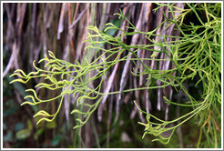 Plant seen on the Inca Trail.