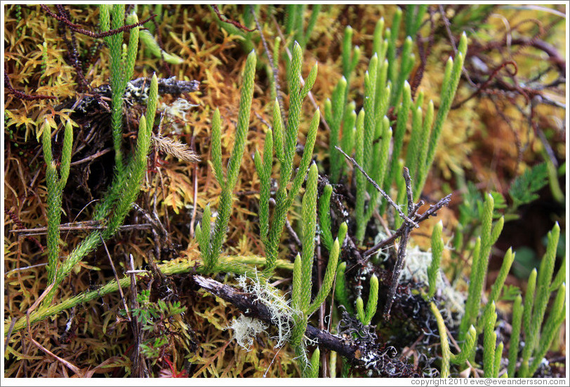 Plants seen on the Inca Trail.