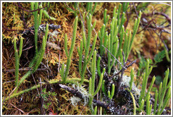 Plants seen on the Inca Trail.