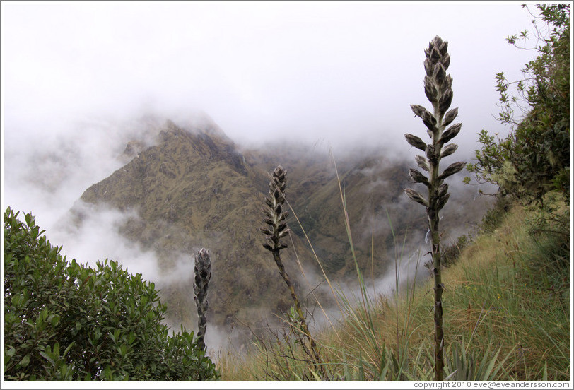 Flowers and mountains, Inca Trail.