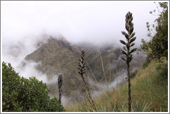 Flowers and mountains, Inca Trail.