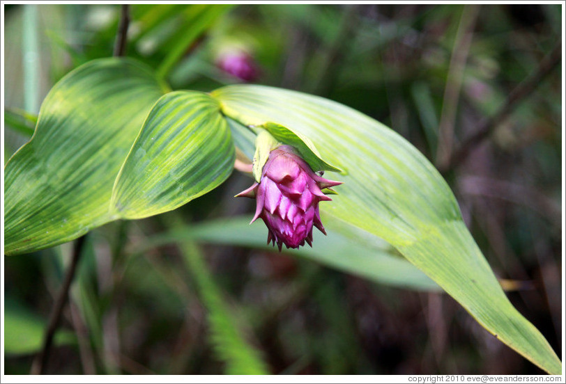 Elleanthus, an orchid seen on the Inca Trail.