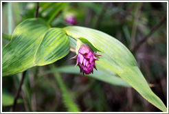 Elleanthus, an orchid seen on the Inca Trail.