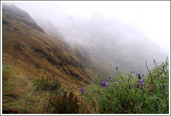 Purple flowers seen on the Inca Trail.