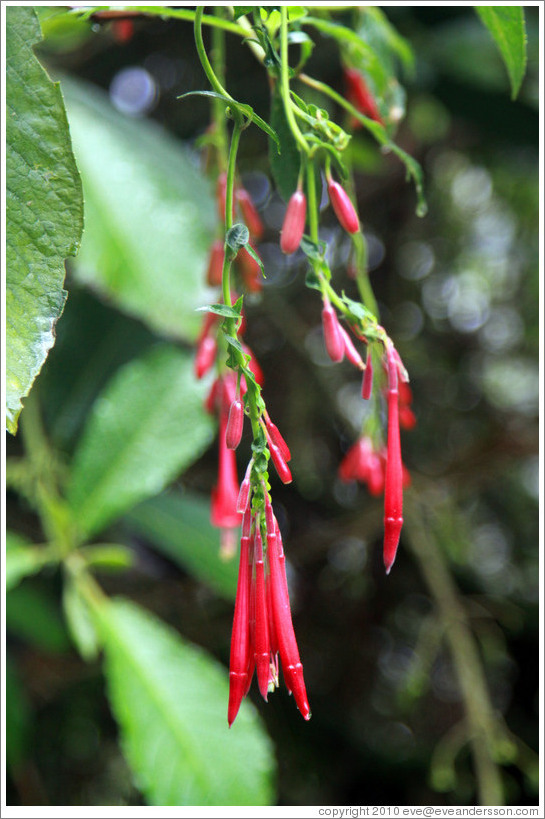 Flor de un D? an orchid found on the Inca Trail.