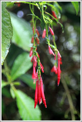 Flor de un D? an orchid found on the Inca Trail.