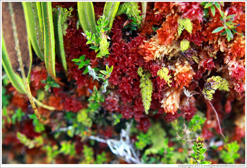 Red, orange and green moss found on the Inca Trail.