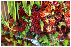 Red, orange and green moss found on the Inca Trail.