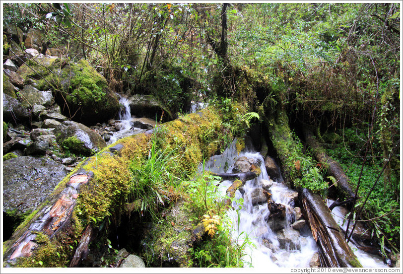 Stream with moss-covered log at the side of the Inca Trail.