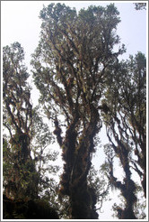 Chirimoyo tree on the Inca Trail.