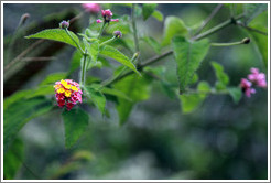 Yellow and pink flower seen on the Inca Trail.