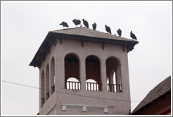 Birds, Calle Ayacucho, Barranco neighborhood.