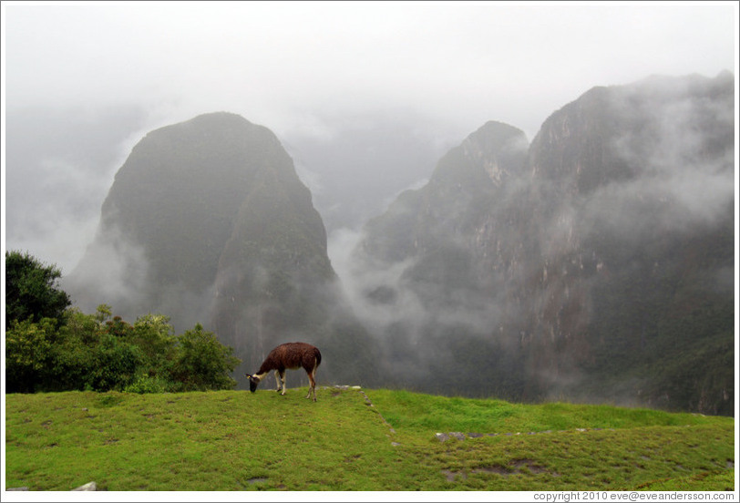 Llama, Machu Picchu.