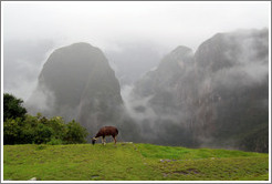 Llama, Machu Picchu.