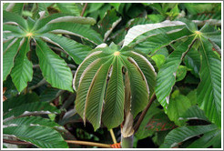 Palm-like plant, Machu Picchu.