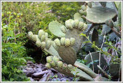 Cactus, Ollantaytambo Fortress.