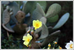 Yellow flowers and cacti, Ollantaytambo Fortress.