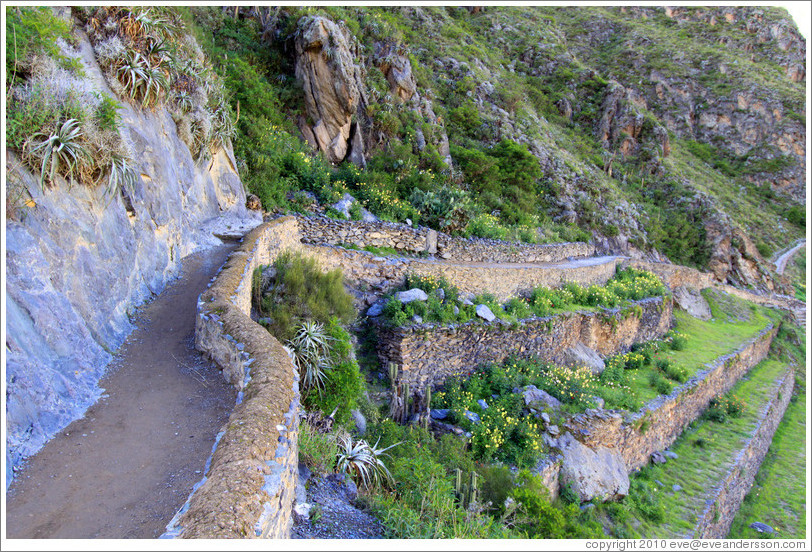 Terraces, Ollantaytambo Fortress.