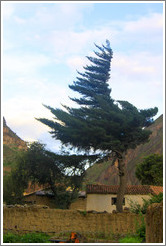 Tree, with a permanently wind-swept shape, Ollantaytambo Fortress.