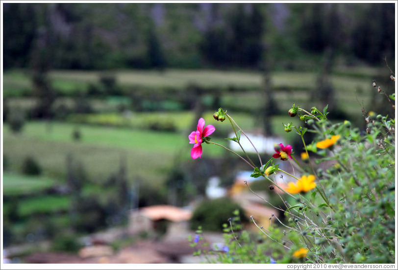Pink and yellow flowers on the hill of Pinkuylluna, overlooking Ollantaytambo.