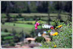 Pink and yellow flowers on the hill of Pinkuylluna, overlooking Ollantaytambo.