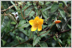 Orange flower, Pinkuylluna hill.