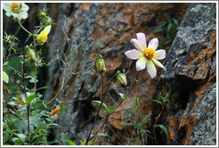 ping, yellow and orange flower, Pinkuylluna hill.