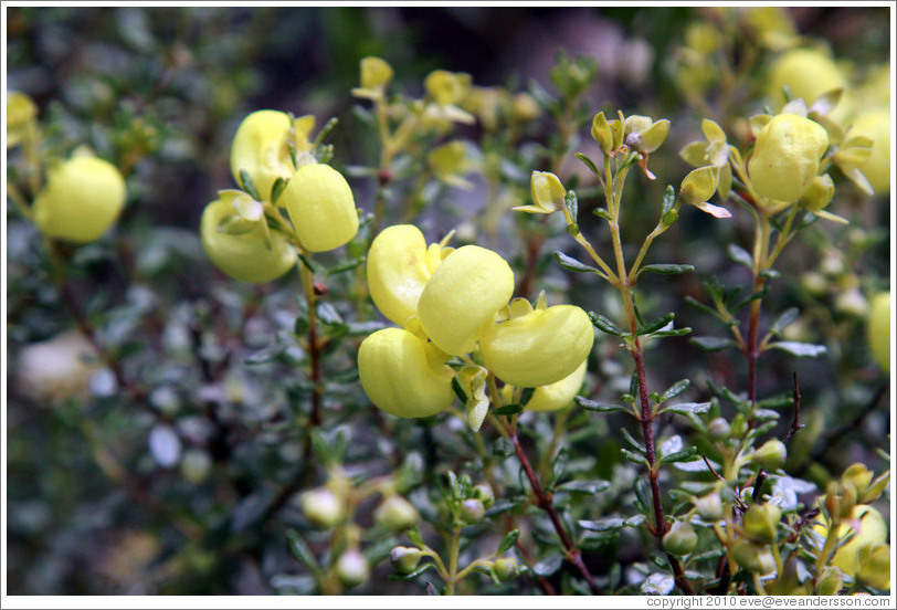 Yellow flowers on Pinkuylluna hill.