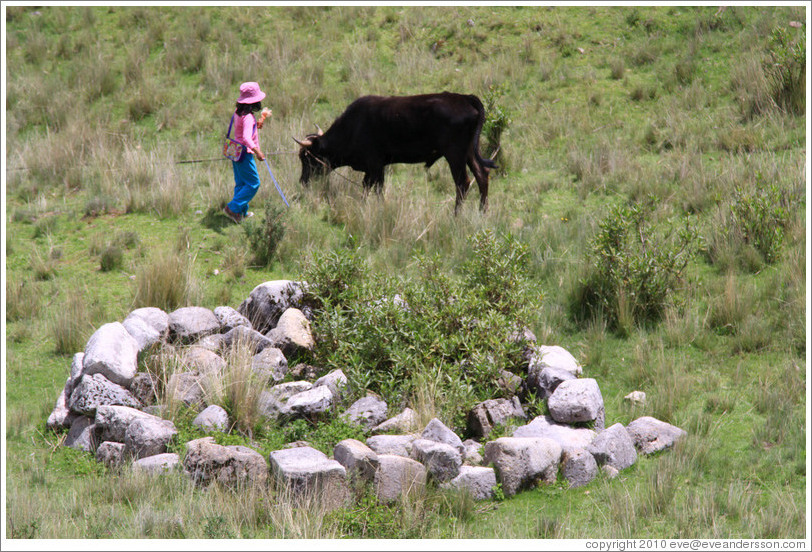 Child and bull near the Puca Pucara ruins.