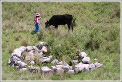 Child and bull near the Puca Pucara ruins.