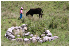 Child and bull near the Puca Pucara ruins.