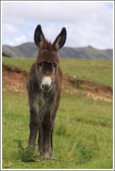 Young donkey near the Puca Pucara ruins.