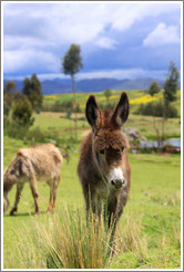 Young donkey near the Puca Pucara ruins.