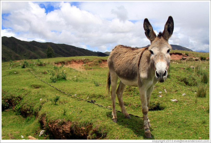 Donkey near the Puca Pucara ruins.