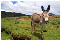 Donkey near the Puca Pucara ruins.
