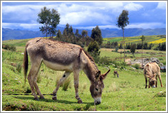Donkeys near the Puca Pucara ruins.