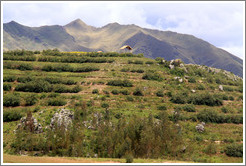 Hill near the Puca Pucara ruins.