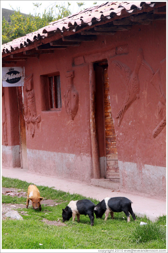 House near the Puca Pucara ruins, with pigs in front of it.