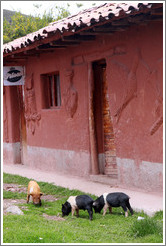 House near the Puca Pucara ruins, with pigs in front of it.