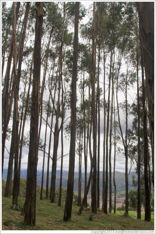 Tall trees, Qenko ruins.