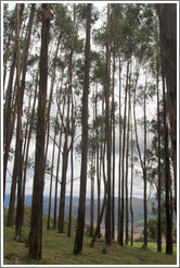 Tall trees, Qenko ruins.