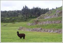 Alpaca, Sacsayhuam?ruins.